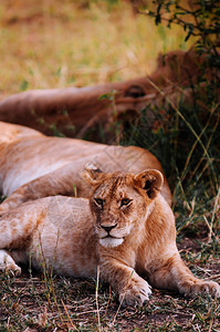 Serngtirumeti保留热带草原森林非洲坦萨尼亚野生动物之旅在大规模迁徙期间图片