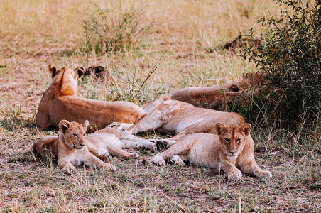 Serngtirumeti保留热带草原森林非洲坦萨尼亚野生动物之旅在大规模迁徙期间图片