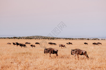金银滩大草原晚上非洲沙漠野生动物大迁徙期间的非洲沙漠野生动物之旅背景