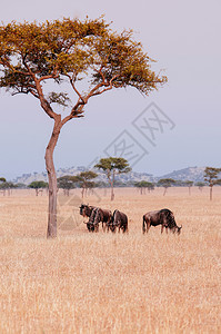 晚上非洲沙漠野生动物大迁徙期间的非洲沙漠野生动物之旅图片