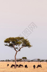 晚上非洲沙漠野生动物大迁徙期间的非洲沙漠野生动物之旅图片