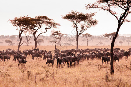 晚上非洲坦萨尼亚野生动物大迁徙期间的非洲坦萨尼亚野生动物之旅图片
