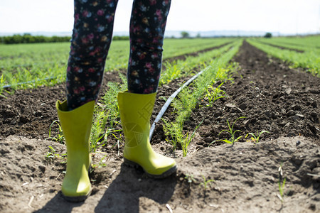 女农民在芬内尔种植园穿靴子在大型工业农场种植枝子图片