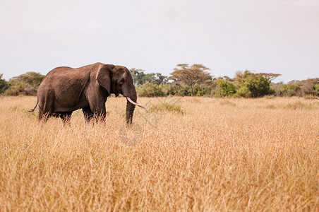 一头大非洲象位于Serngtirumeti热带草原保留地的金热带原森林图片