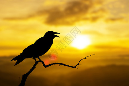 日落的自然乌鸦鸟儿坐在树上图片