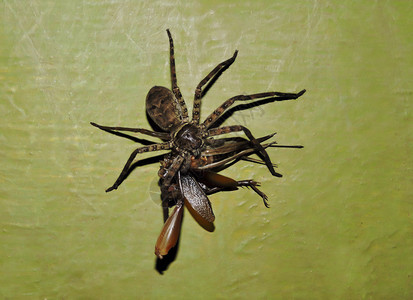 印度卡纳塔克邦纳加尔霍尔公园的猎手蜘蛛和异教徒格言印度卡纳塔克邦纳加尔霍尔公园猎杀猎人蜘蛛异教徒格言图片