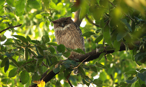在马哈拉施特邦塔多巴公园的棕色鱼猫头鹰buozeylnsi塔多巴公园马哈拉施特邦图片