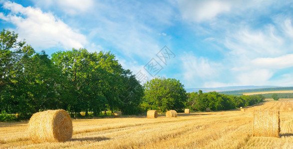 小麦田和蓝天空的草粒农业景观宽广的照片图片