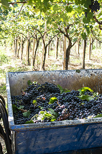 酿酒葡萄装满红葡萄酿酒的拖拉机葡萄园收获的构想园中的背景