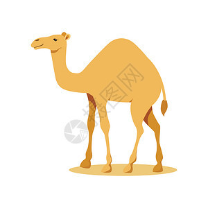 沙漠骆驼矢量插图图片
