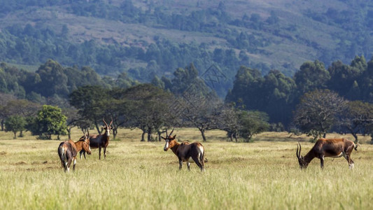 Mliwane野生物保护区的景象4个blesuck斯威士兰图片