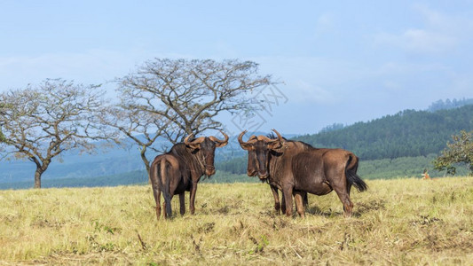 Mliwane野生动物保护区风景中最蓝的野生物斯瓦兹兰Specionhaetsurins家庭bovidae图片