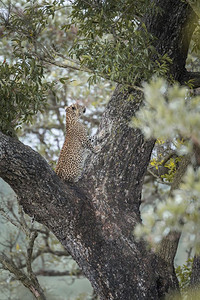 在非洲南部的Kruge公园的一棵树上玩耍非洲南部的felida的SptiPanhrpdus家庭图片