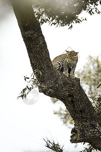 坐在非洲南部Kruge公园一棵树上的年轻豹子非洲南部Kruge公园的felida的SpiPanthrpdus家庭图片