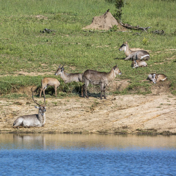 南非洲Kruge公园湖边的普通水桶小群非洲南部Kruge公园的bovidae的Spcikobuseliprymnus家庭图片