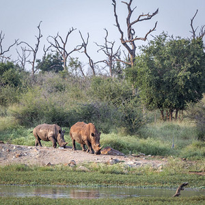 南部两只白犀牛在斯瓦兹兰的Hlane皇家国公园景色中行走Swazirlnd的Specirotida家族Swzirlnd的He皇家图片