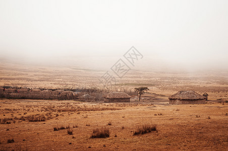 在寒冷的雾天在荒凉的金草平原马赛或村图片
