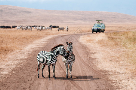 野外旅行非洲动物图片
