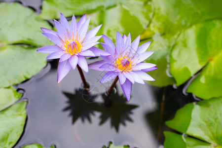 紫水百合花色莲在池塘中开背景图片