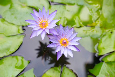 紫水百合花色莲在池塘中开图片