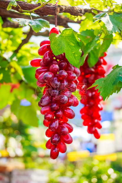 在阳光明媚的夏日葡萄园中成熟的红葡萄图片