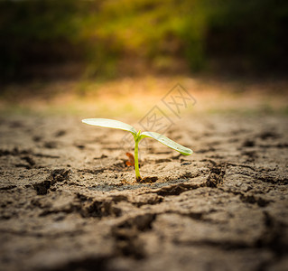 绿色的植物从大地裂缝中生长出来图片