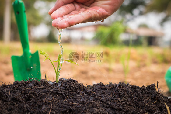 man手工给年轻植物浇水图片