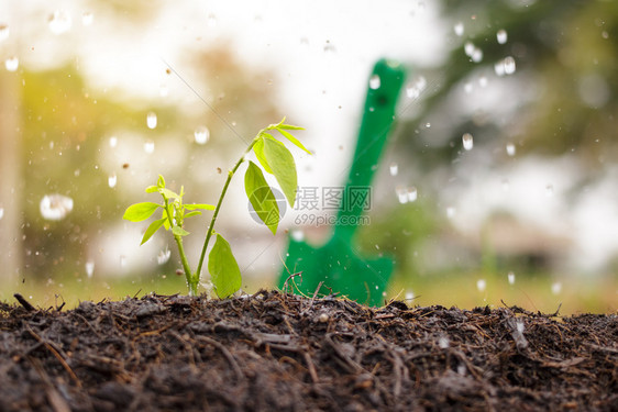 生长植物雨水图片