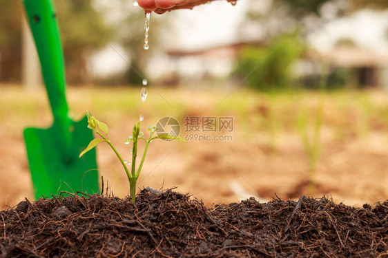 man手工给年轻植物浇水图片