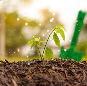 生长植物雨水图片