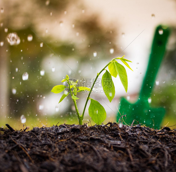 生长植物雨水图片