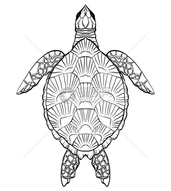 海龟的等值黑白图解对象与背景分开用于在t恤衫封面纹身草图和设计上