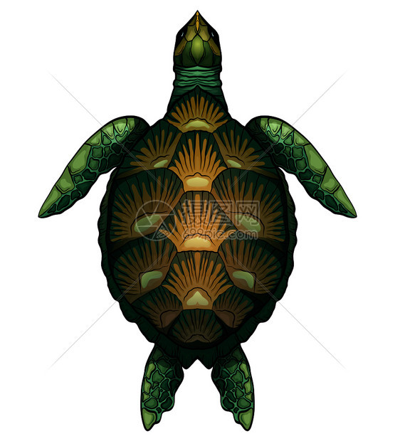 绿色海龟图片