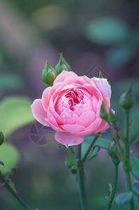灌木上粉红色的玫瑰花宏观园图片