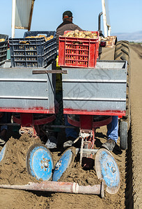 种植马铃薯的拖拉机和土豆种植箱工业化种植马铃薯的自动农业概念图片