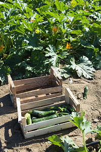 在工业农场里采摘苏奇尼野地上配有苏奇尼的木箱阳光明媚的一天图片