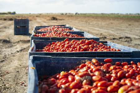 大箱子加西红柿种植番茄的农场罐头工业图片