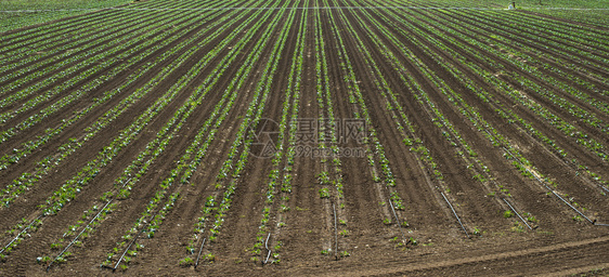 新种植的花椰菜园排成一的幼苗高处可见大工业农场加蔬菜图片
