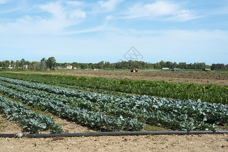 大蔬菜种植场有绿色物的工业种场农蔬菜种类繁多图片