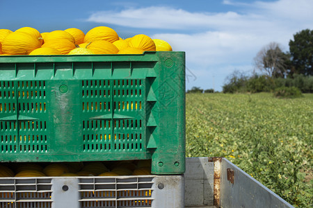 从农场装满卡车的箱子里装着黄瓜的罐子从种植园运来甜瓜阳光明媚的一天图片