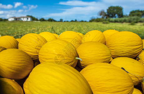 农场的金瓜黄阳光明媚的一天种植园里成堆的瓜图片