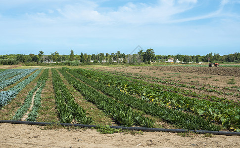 大蔬菜种植场有绿色物的工业种场农蔬菜种类繁多图片