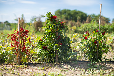 灌木丛中的小红辣椒阳光有的小花园许多成熟的红辣椒农业概念辣和热背光成熟和干燥的辣椒尖胡图片