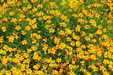 夏天花园的黄色菊美丽的明亮背景图片