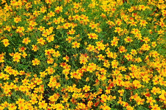 夏天花园的黄色菊美丽的明亮背景图片