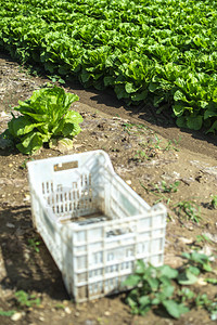 在户外工业农场种植大成熟的生菜在土壤中种植生菜在园中采摘生菜白箱图片