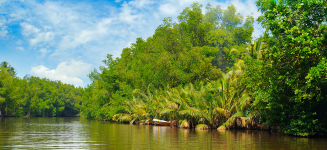 河岸上的热带棕榈林概念是旅行图片