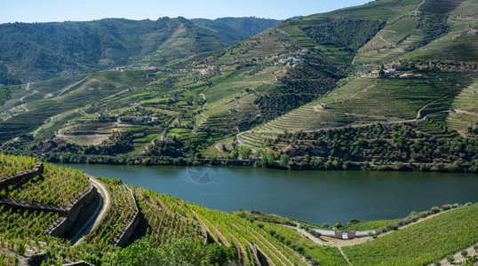 用于港口葡萄生产线的藤梯田杜罗河谷的山坡靠近Portugal的Peho附近图片