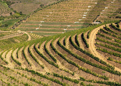 用于港口葡萄生产线的藤梯田杜罗河谷的山坡靠近Portugal的Peho附近图片