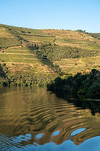 在Pinhao附近的Prtugal的平静河杜罗岸边的红酒和葡萄园梯田图片